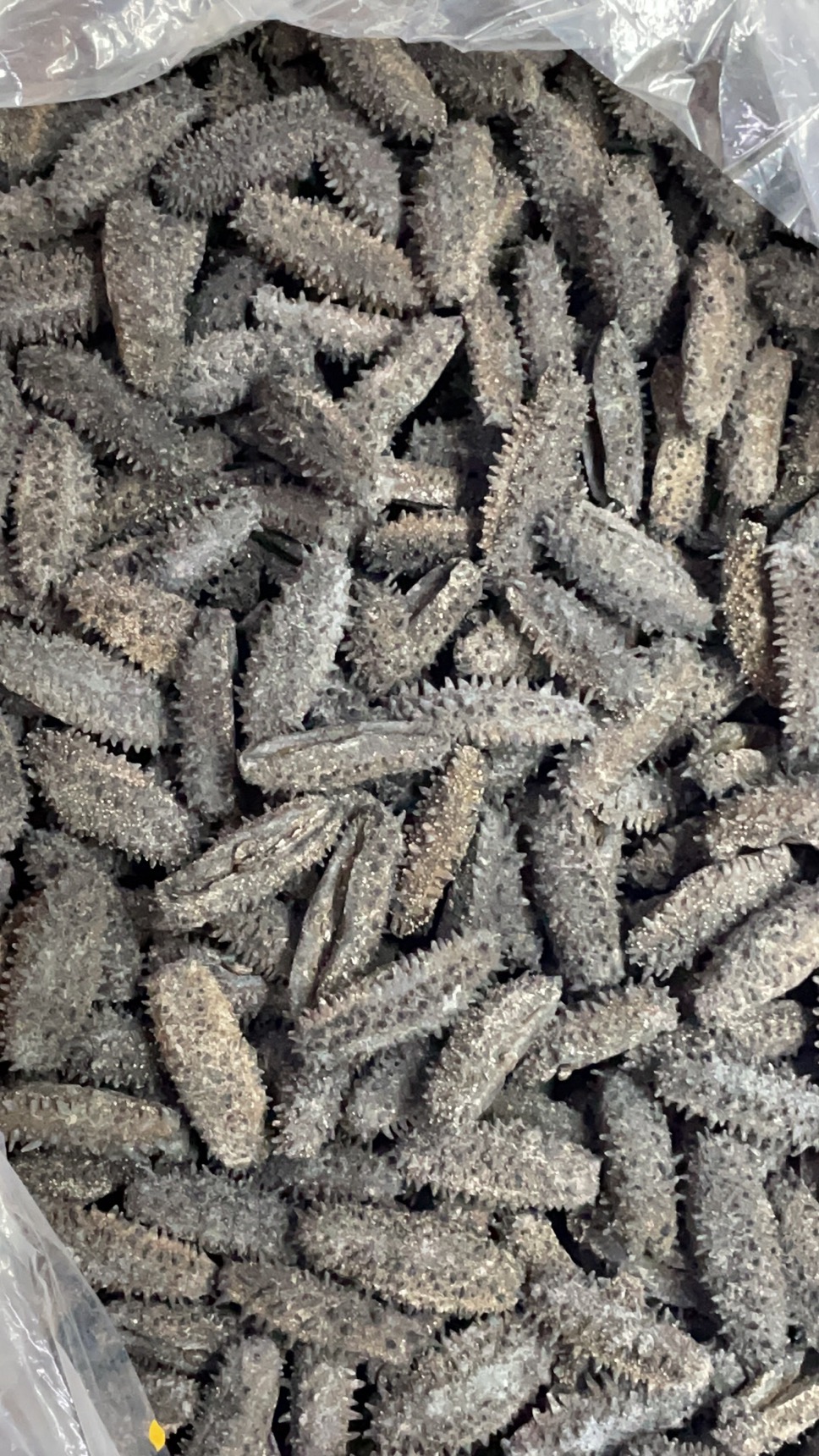 海參鑒別實(shí)戰(zhàn)分享，一張海參圖我能從中看出海參的哪些特點(diǎn)？